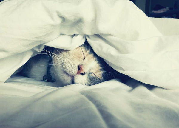 Guide complet sur la sieste : conditions optimales, rythme circadien… Rechargez vos batteries !