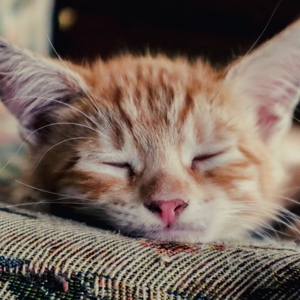 Quelle est la meilleure position pour bien dormir la nuit ?